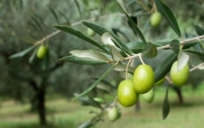 Аллегория о маслине: как Бог спасает непослушных детей