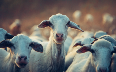 Как отделить овец от козлов? Мы все — овцы